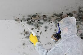 Best Mold Damage Restoration  in West Monroe, LA